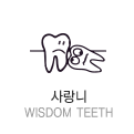 사랑니 wisdom teeth